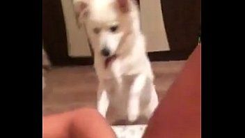 play Iulia, eine Studentin aus Iasi, masturbiert und der Welpe leckt ihre Muschi
